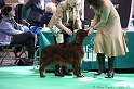 Crufts2011 551